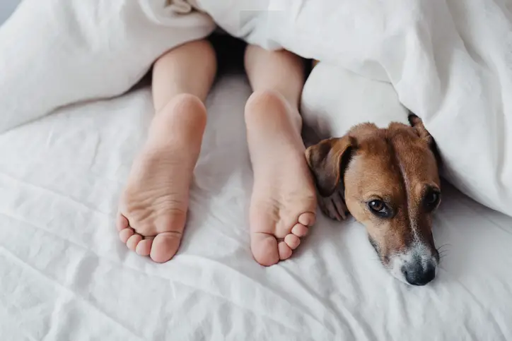 Dog Sleeping in Legs