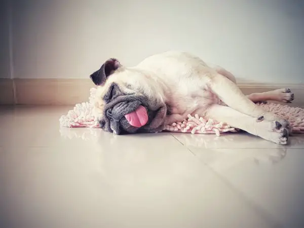 Dog Sleeping With Tongue Out