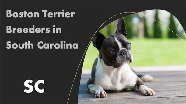Boston Terrier Breeders in South Carolina SC