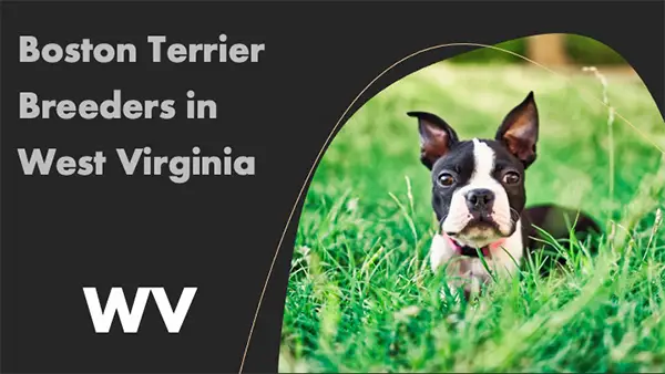 Boston Terrier Breeders in West Virginia WV