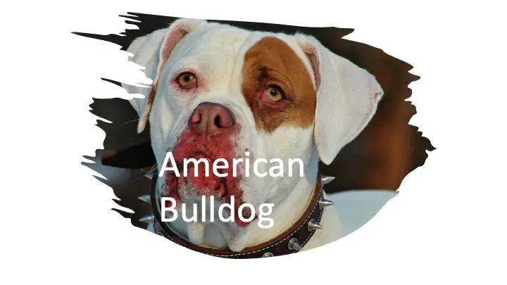 American Bulldog Kills Lion