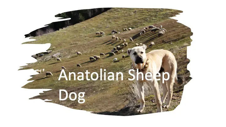 Anatolian Sheep Dog vs Lion
