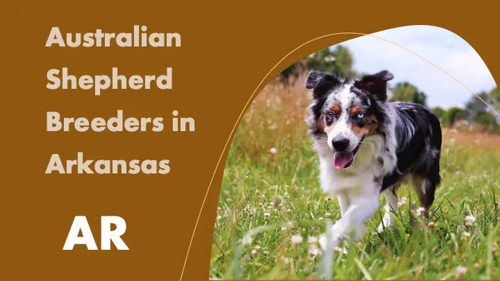 Australian Shepherd Breeders in Arkansas AR