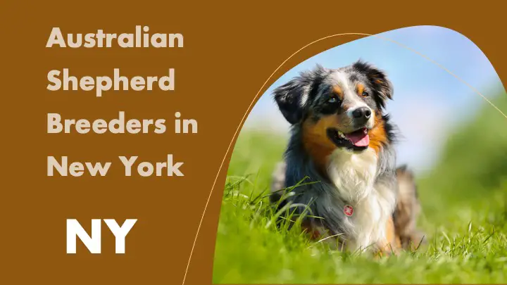 Australian Shepherd Breeders in New York NY