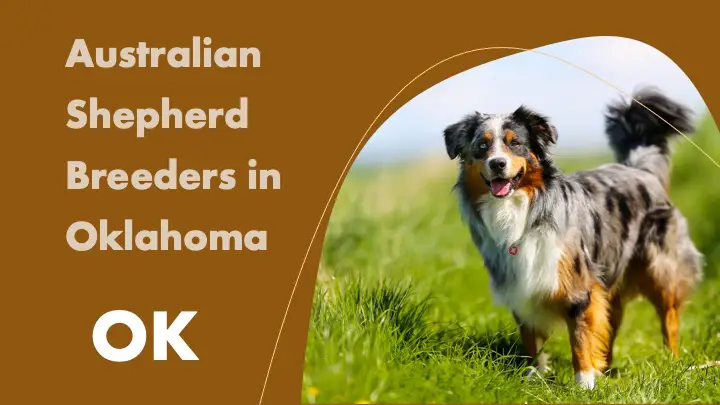 Australian Shepherd Breeders in Oklahoma OK