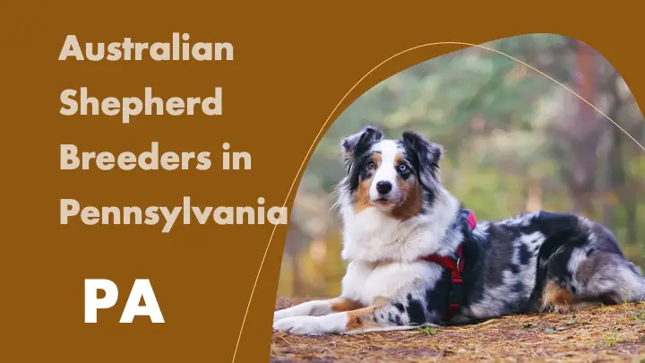 Australian Shepherd Breeders in Pennsylvania PA