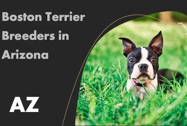 Boston Terrier Breeders in Arizona AZ