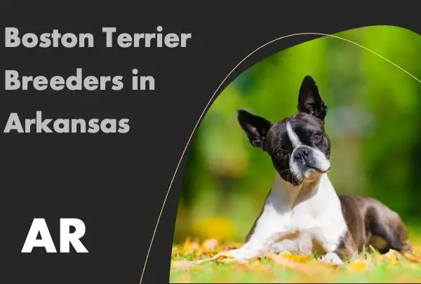 Boston Terrier Breeders in Arkansas AR