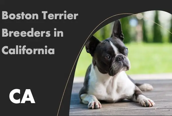 Boston Terrier Breeders in California CA