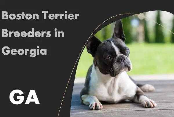 Boston Terrier Breeders in Georgia GA