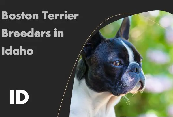 Boston Terrier Breeders in Idaho ID