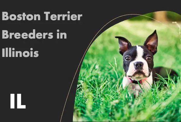 Boston Terrier Breeders in Illinois IL