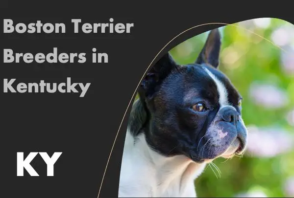 Boston Terrier Breeders in Kentucky KY