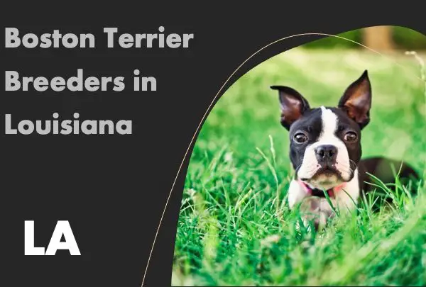 Boston Terrier Breeders in Louisiana LA