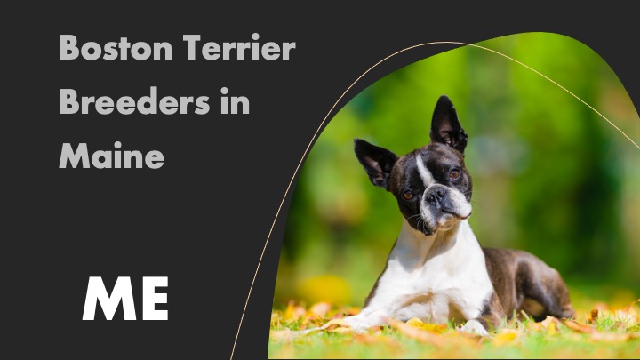 4 Boston Terrier Breeders in Maine ME Puppies for Sale