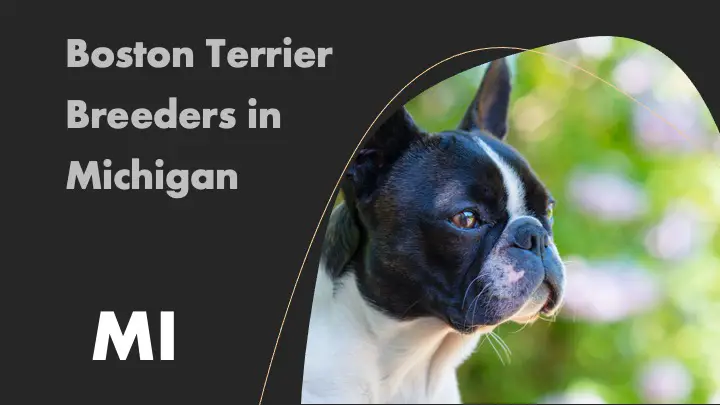 7 Boston Terrier Breeders in Michigan MI – Puppies for Sale