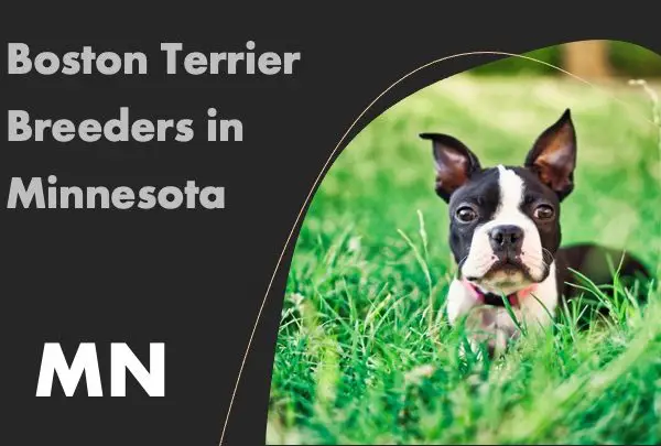 Boston Terrier Breeders in Minnesota MN