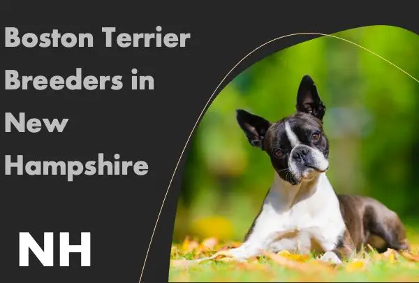 Boston Terrier Breeders in New Hampshire NH