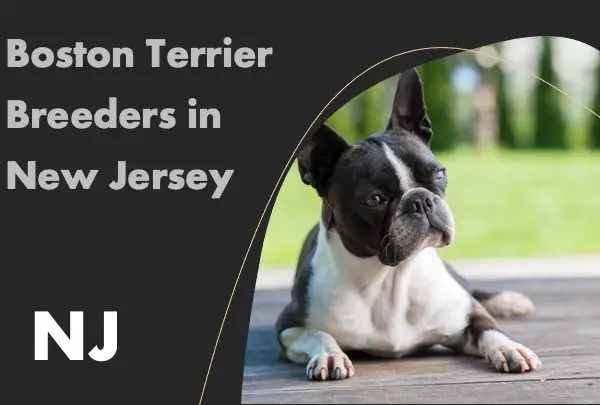 Boston Terrier Breeders in New Jersey NJ