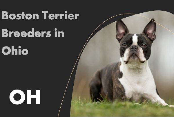 Boston Terrier Breeders in Ohio OH