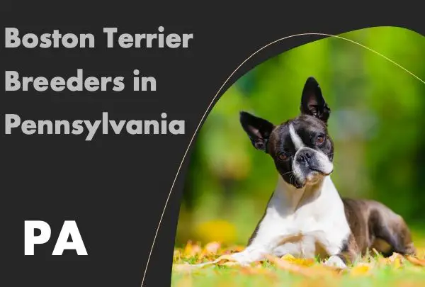 Boston Terrier Breeders in Pennsyvania PA