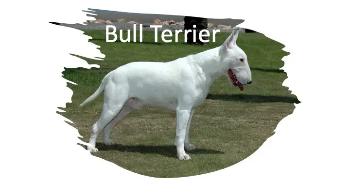 Bull Terrier Kills Lion