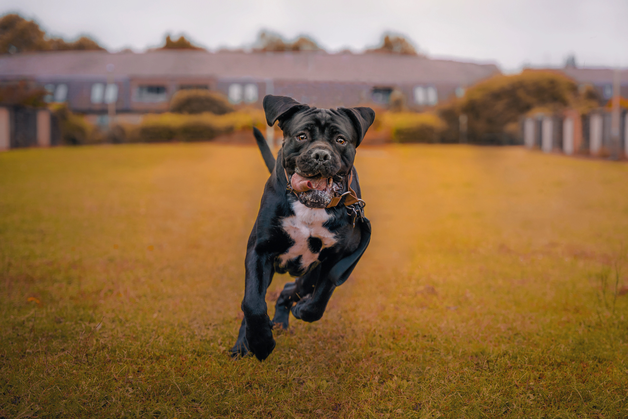 Cane Corso Exercise Needs