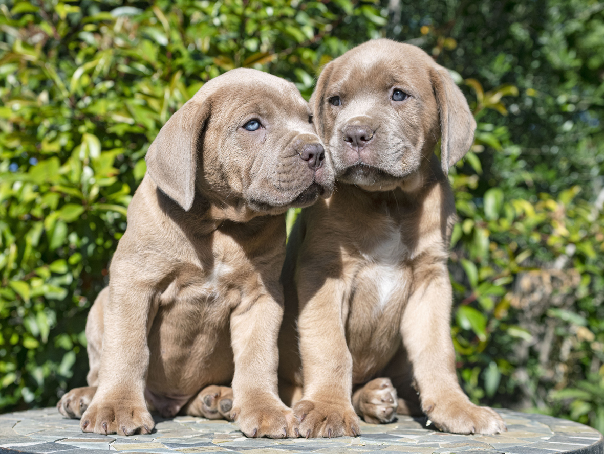 Cane Corso Health Problems