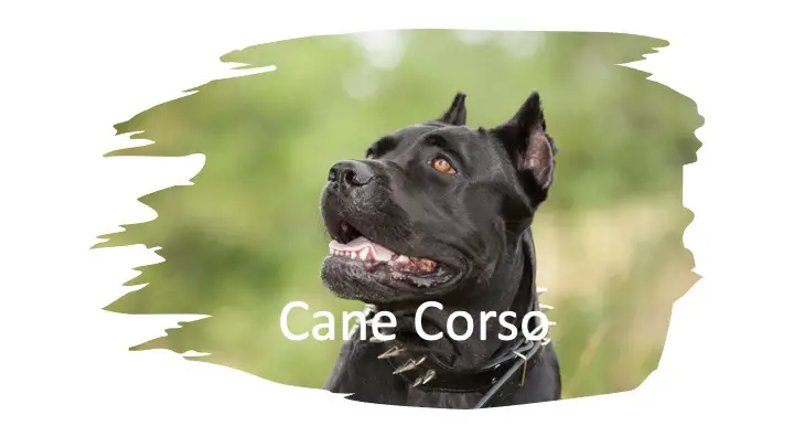 Cane Corso Kills Lion