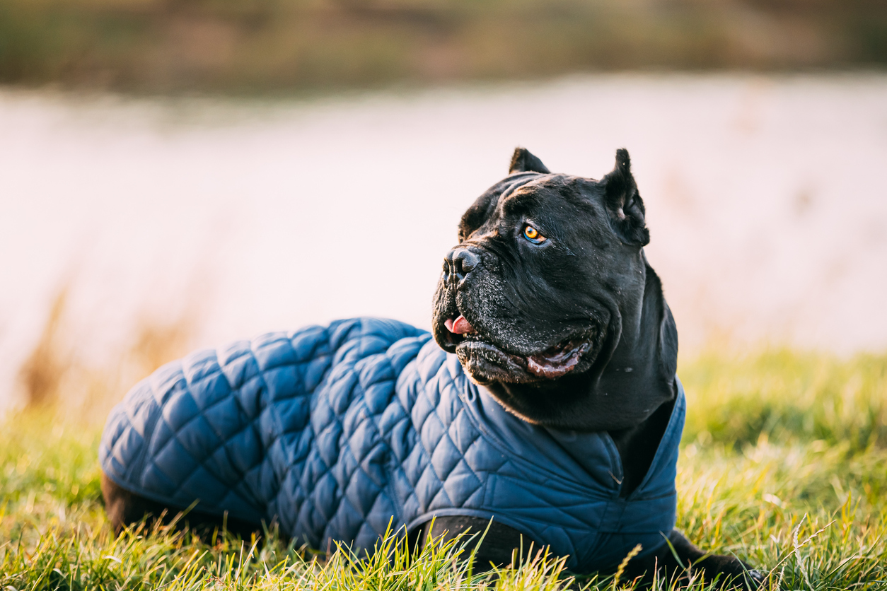 Cane Corso Size, Appearance, Coloring