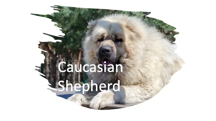 Caucasian Shepherd Kills Lion