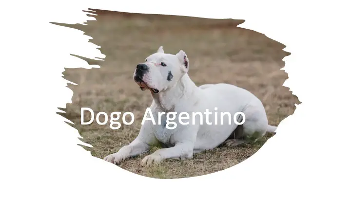 Dogo Argentino kills Lion