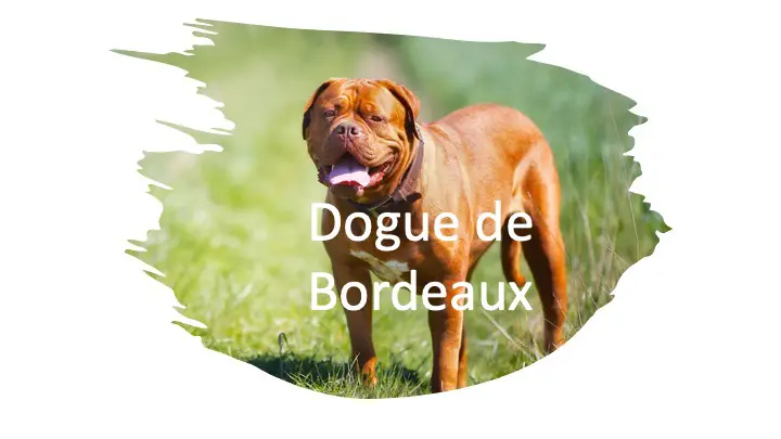 Dogue de Bordeaux fights lion