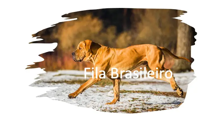 Fila Brasileiro kills lion