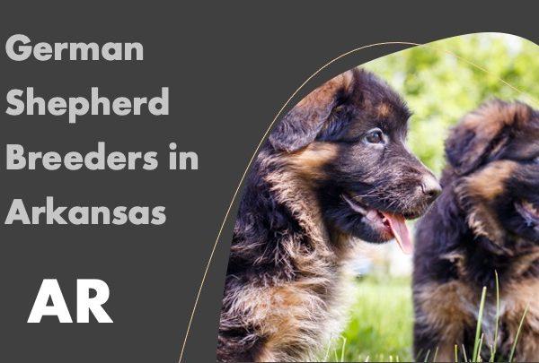 German Shepherd Breeders in Arkansas AR