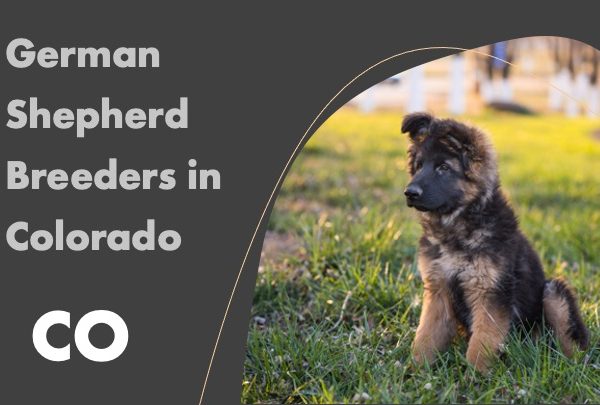 German Shepherd Breeders in Colorado CO