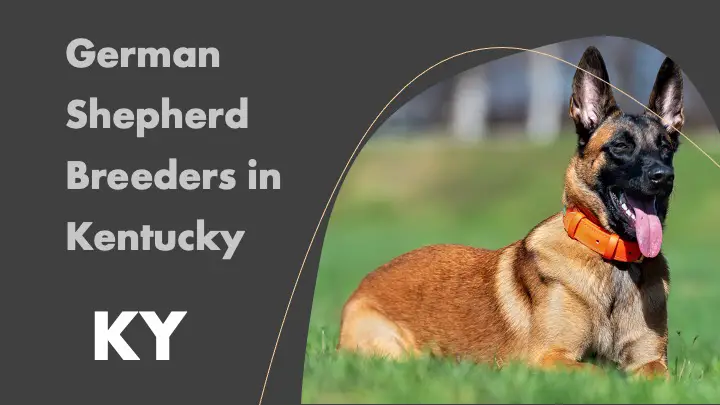 German Shepherd Breeders in Kentucky KY