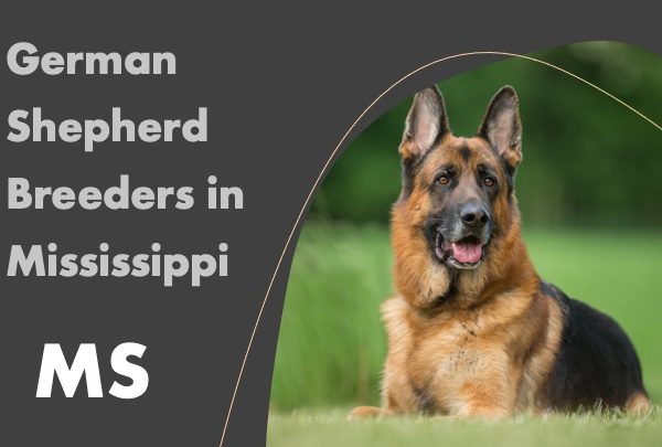 German Shepherd Breeders in Mississippi MS