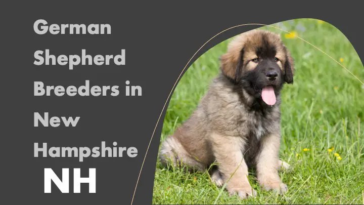 9 German Shepherd Breeders in New Hampshire NH