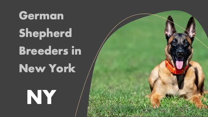 German Shepherd Breeders in New York NY