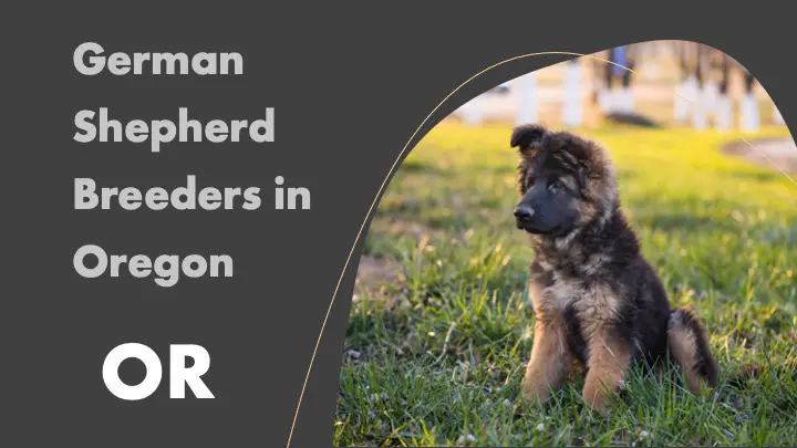 9 German Shepherd Breeders in Oregon OR – Puppies for Sale