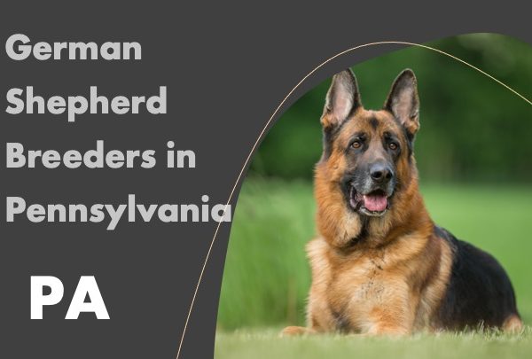 German Shepherd Breeders in Pennsylvania PA