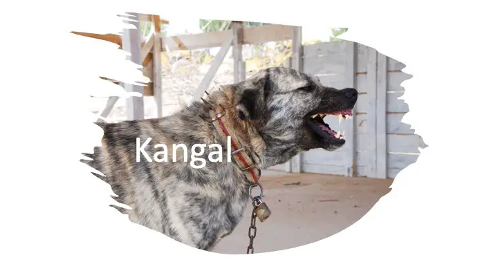 Kangal Kills Lion