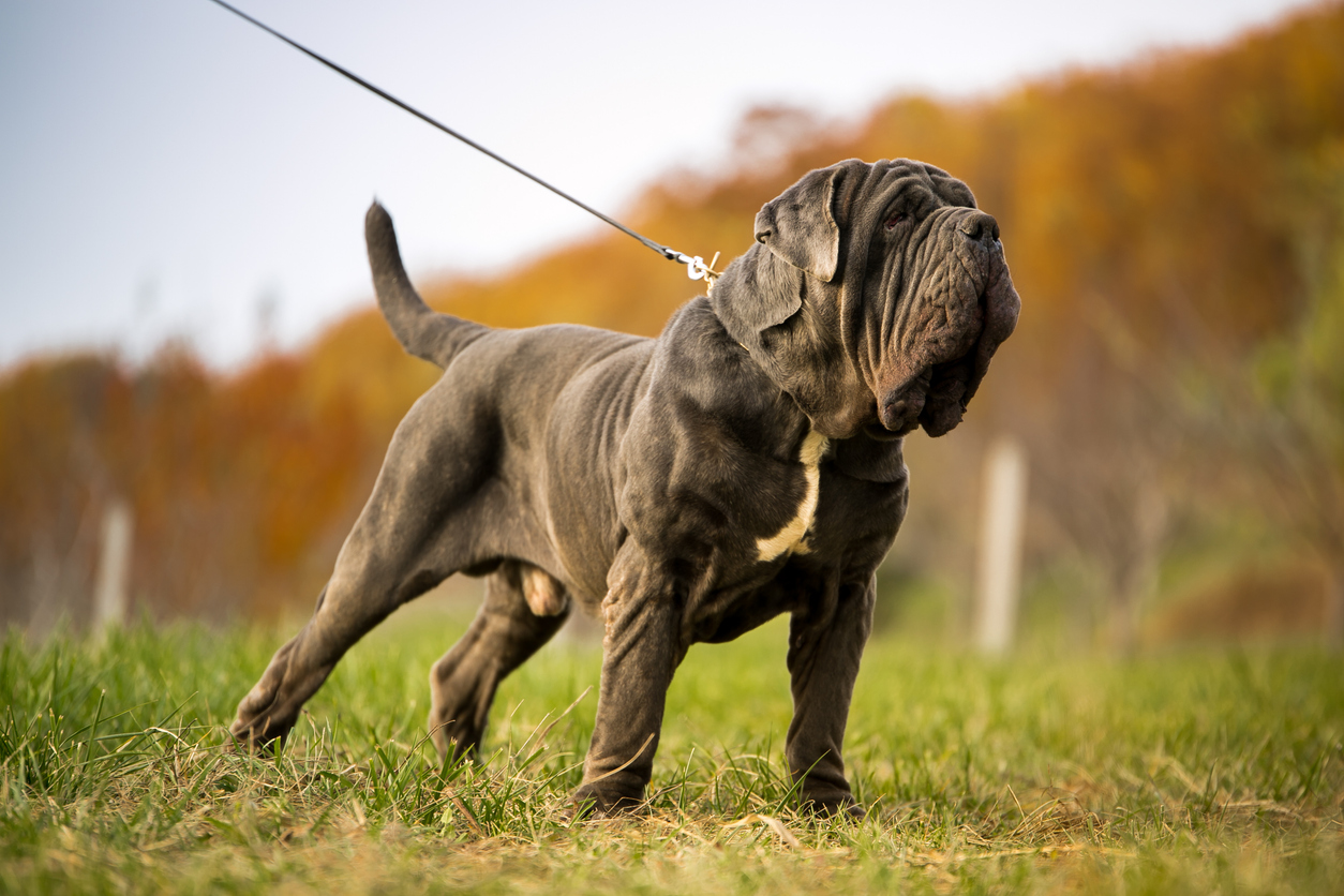 Neopolitan Mastiff Exercise Needs