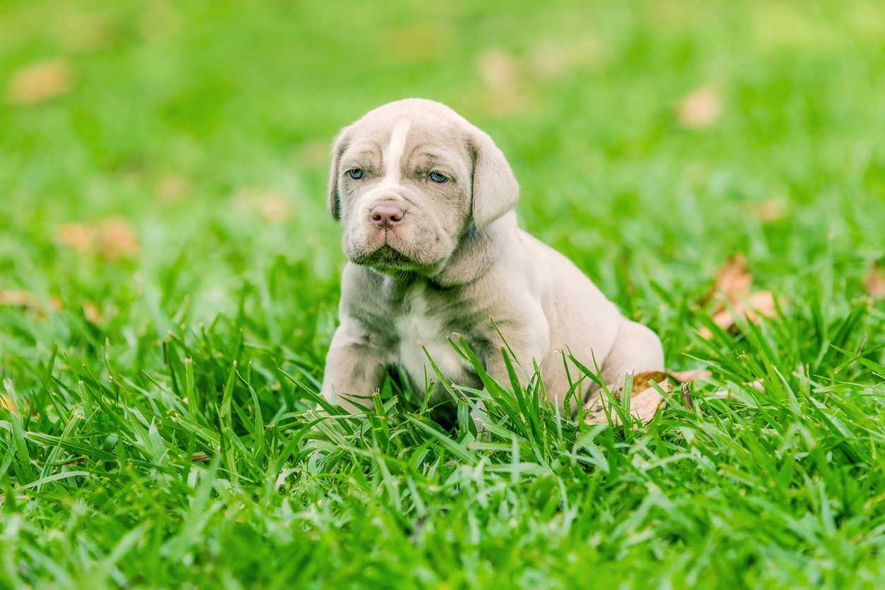 Neopolitan Mastiff Health Problems