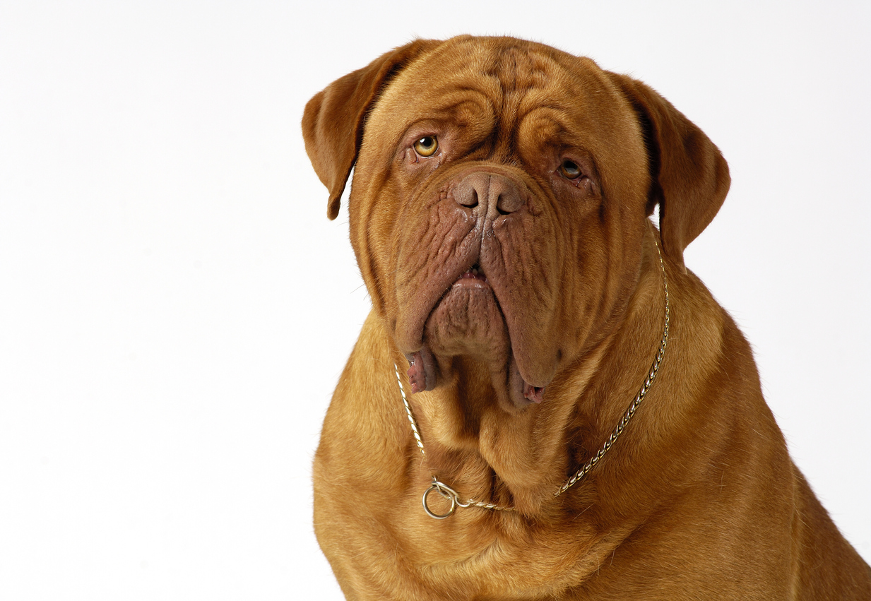 Neopolitan Mastiff Size, Appearance, Coloring