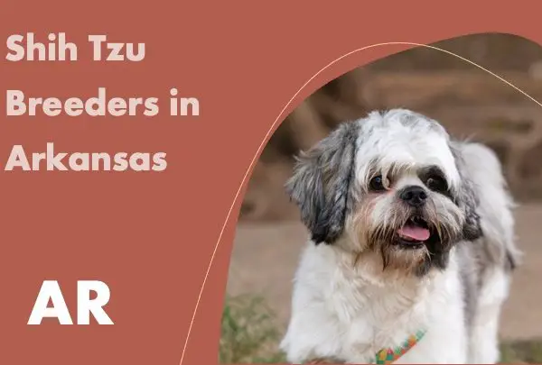 Shih Tzu Breeders in Arkansas AR