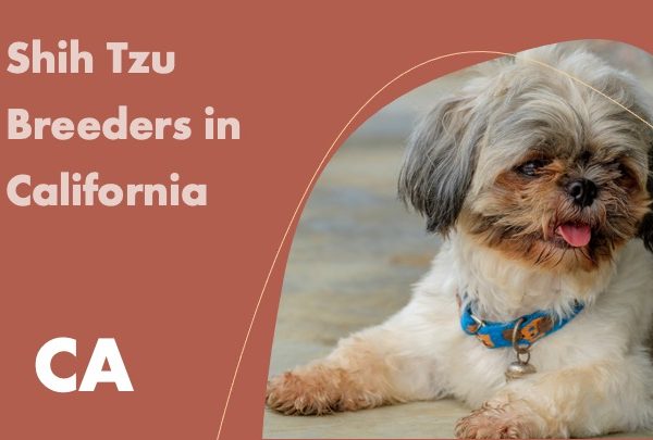 Shih Tzu Breeders in California CA