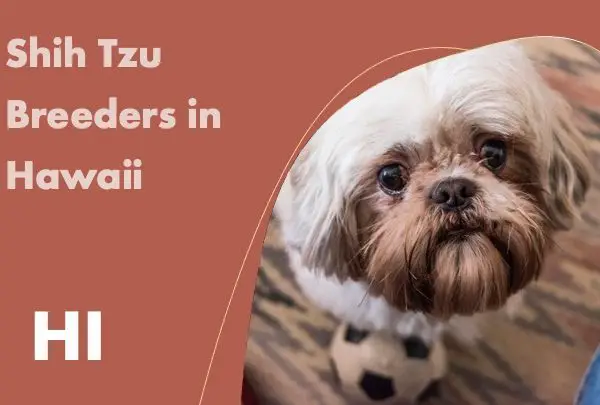 Shih Tzu Breeders in Hawaii HI