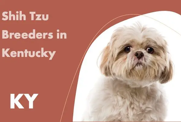 Shih Tzu Breeders in Kentucky KY